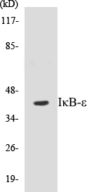 IKB epsilon Cell Based ELISA Kit