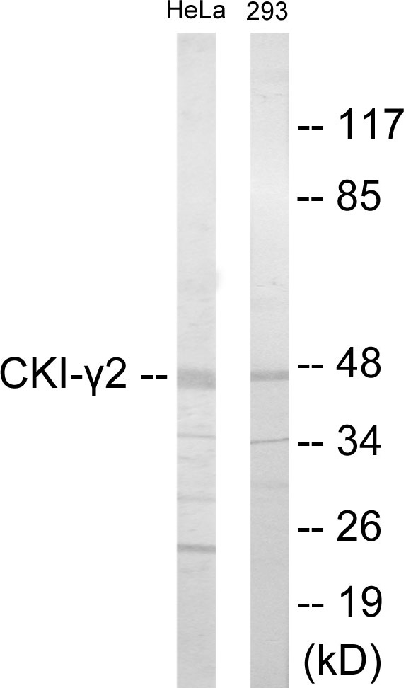 CKI gamma 2 Cell Based ELISA Kit