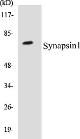 Synapsin 1 Cell Based ELISA Kit