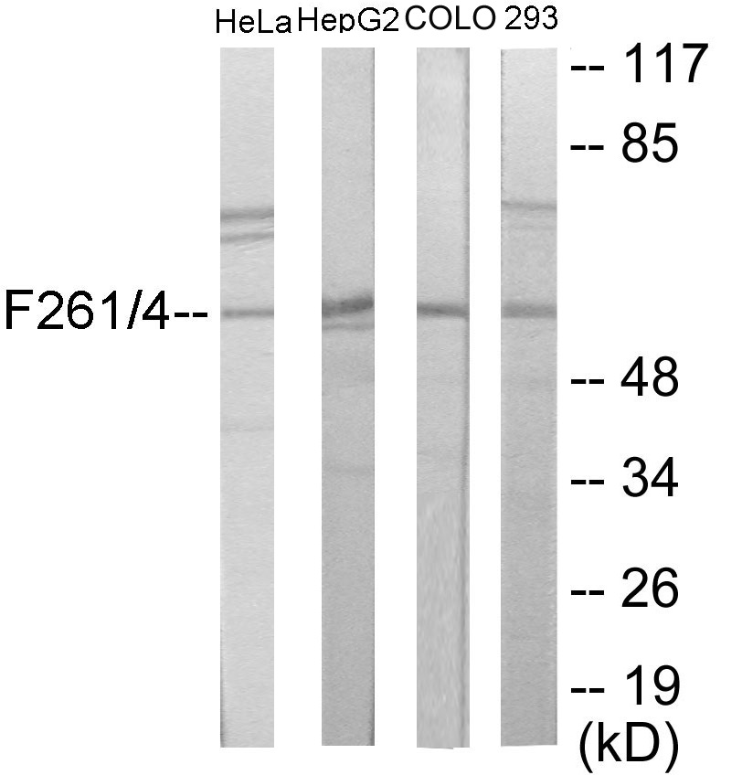 PFKFB1 + 4 Cell Based ELISA Kit