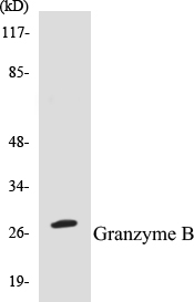 Granzyme B Cell Based ELISA Kit