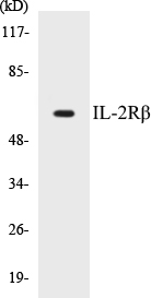 IL-2R beta Cell Based ELISA Kit