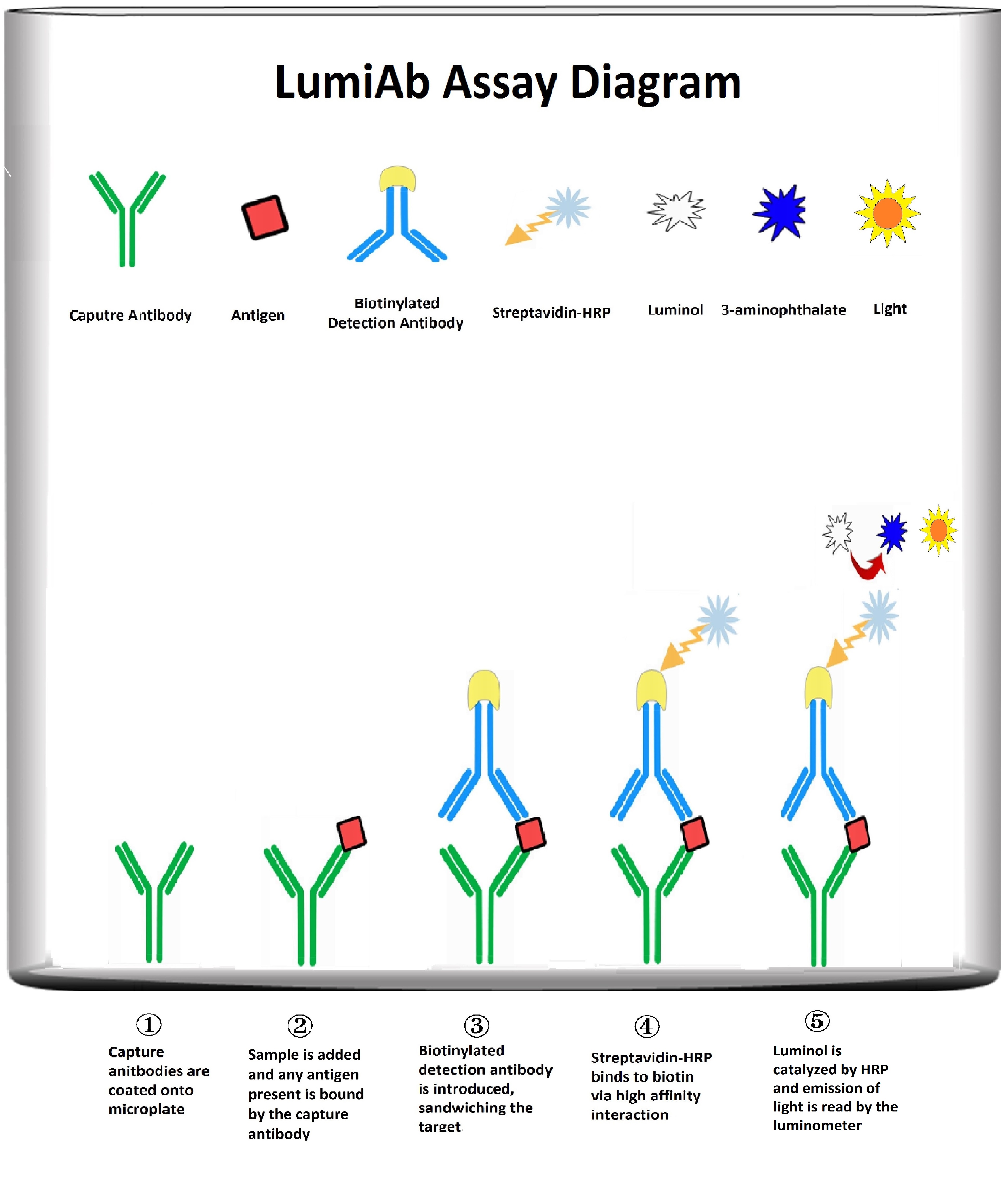 Actin-pan Cell Based ELISA Kit