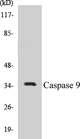 Caspase 9 Cell Based ELISA Kit