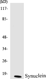 Synuclein Cell Based ELISA Kit