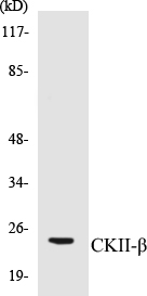 CKII beta Cell Based ELISA Kit