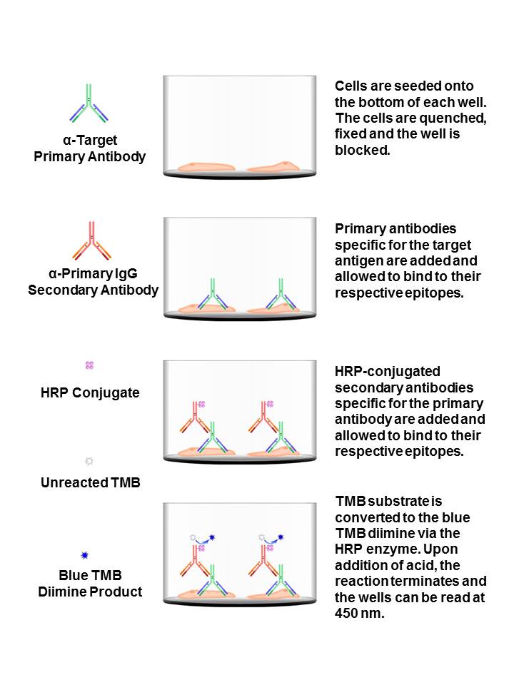 Filamin A Cell Based ELISA Kit Filamin A Cell Based ELISA Kit