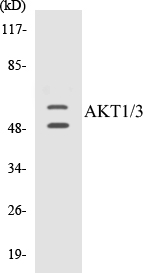 AKT1 + 3 Cell Based ELISA Kit