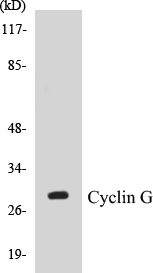 Cyclin G Cell Based ELISA Kit