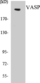 Tuberin Cell Based ELISA Kit