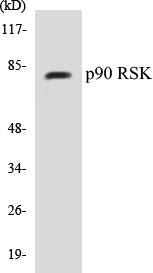 p90RSK Cell Based ELISA Kit