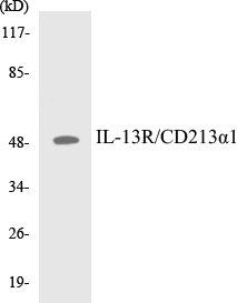 IL-13R Cell Based ELISA Kit