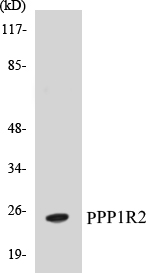 PPP1R2 Cell Based ELISA Kit
