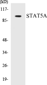 STAT5A Cell Based ELISA Kit