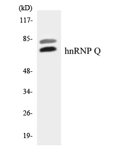 hnRNPQ Cell Based ELISA Kit