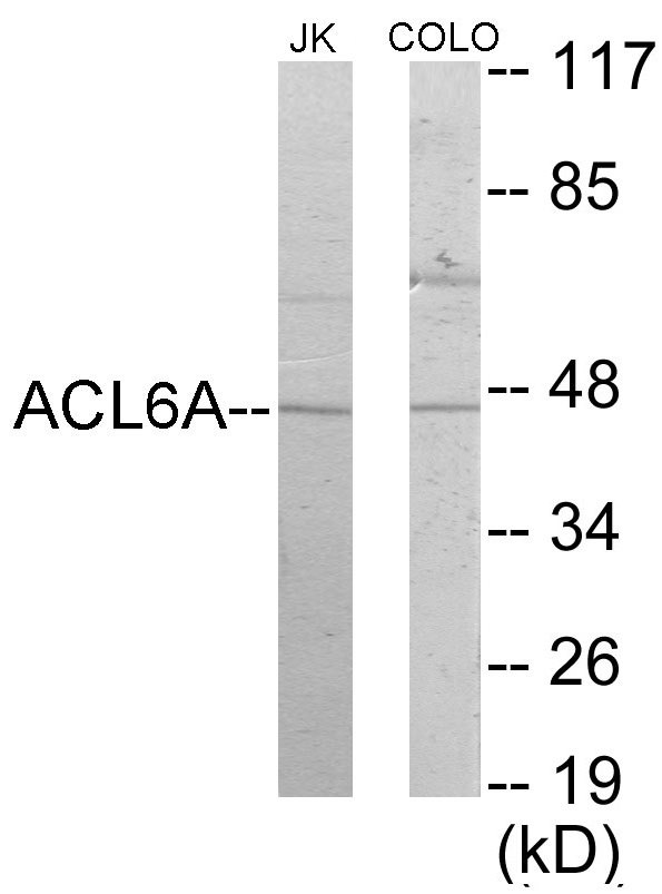 ACTL6A Cell Based ELISA Kit