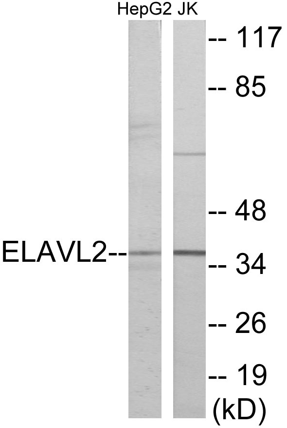 ELAVL2 Cell Based ELISA Kit