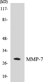 MMP-7 Cell Based ELISA Kit