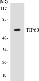 TIP60 Cell Based ELISA Kit