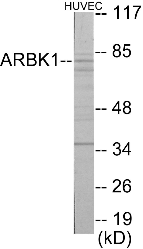 ARBK1 Cell Based ELISA Kit