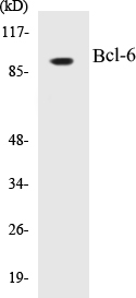 Bcl-6 Cell Based ELISA Kit