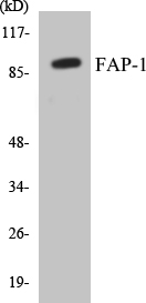 FAP-1 Cell Based ELISA Kit