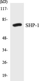 SHP-1 Cell Based ELISA Kit