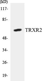 TRXR2 Cell Based ELISA Kit