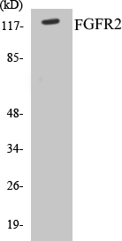 FGFR2 Cell Based ELISA Kit