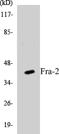 Fra-2 Cell Based ELISA Kit