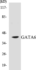 GATA6 Cell Based ELISA Kit