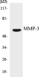 MMP-3 Cell Based ELISA Kit