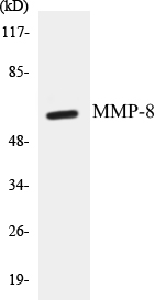 MMP-8 Cell Based ELISA Kit
