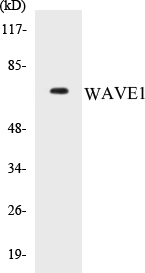 WAVE1 Cell Based ELISA Kit