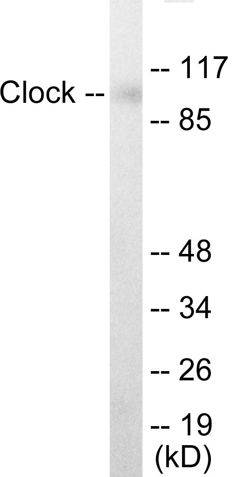 Clock Cell Based ELISA Kit