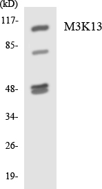 M3K13 Cell Based ELISA Kit