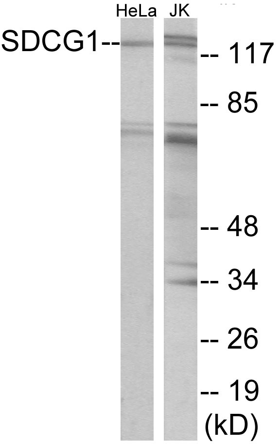 SDCG1 Cell Based ELISA Kit