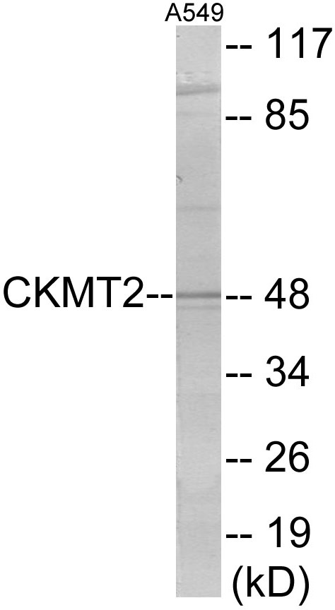 CKMT2 Cell Based ELISA Kit