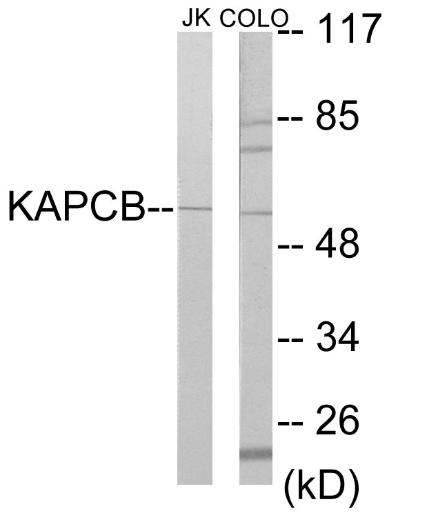 KAPCB Cell Based ELISA Kit