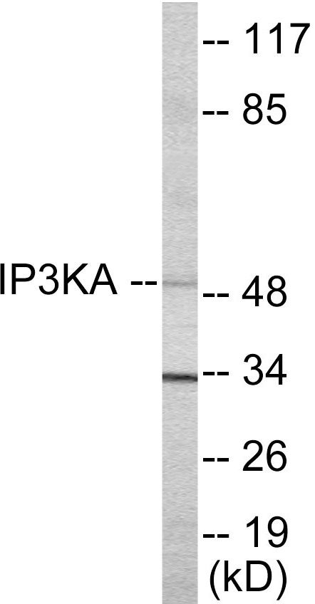 IP3KA Cell Based ELISA Kit