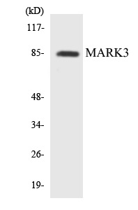 MARK3 Cell Based ELISA Kit