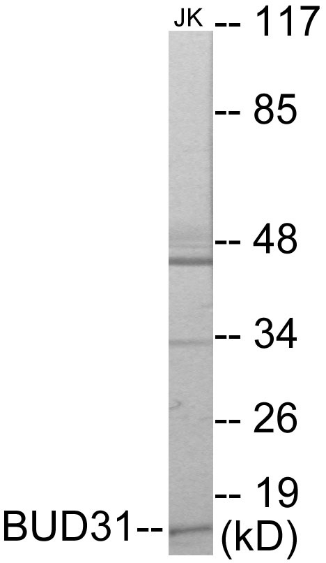 BUD31 Cell Based ELISA Kit