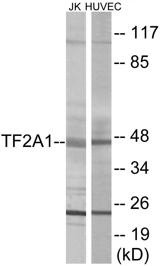 TF2A1 Cell Based ELISA Kit