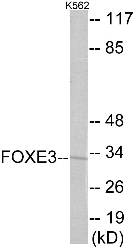 FOXE3 Cell Based ELISA Kit