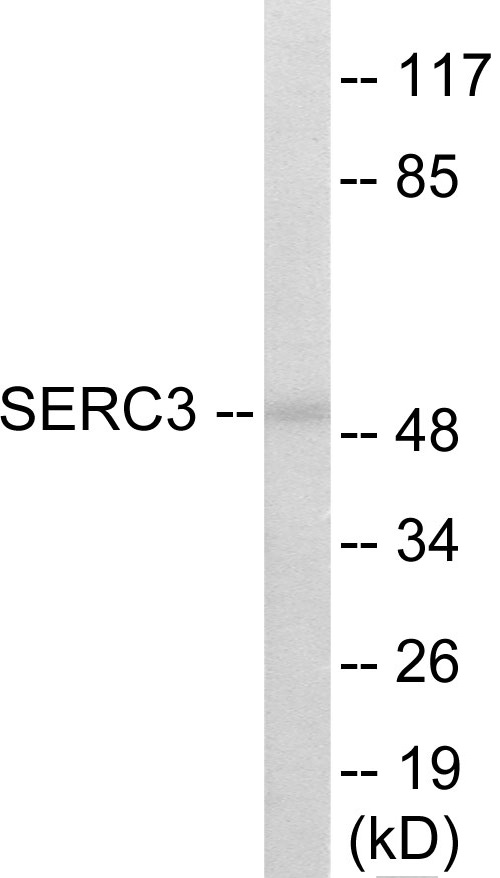 SERC3 Cell Based ELISA Kit