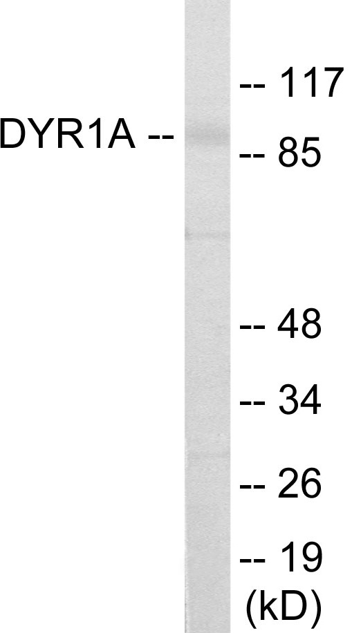 DYR1A Cell Based ELISA Kit