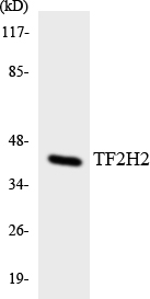 TF2H2 Cell Based ELISA Kit