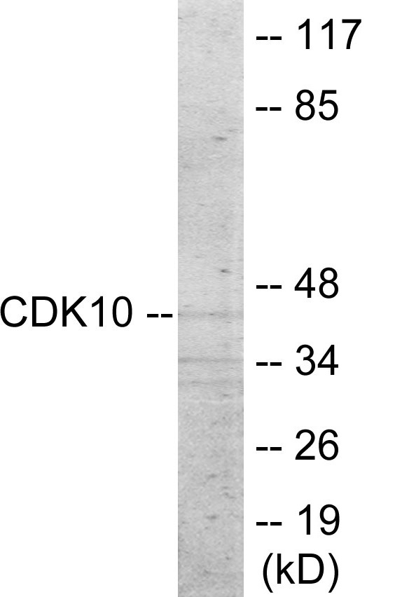CDK10 Cell Based ELISA Kit