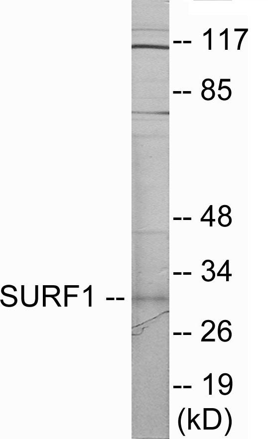 SURF1 Cell Based ELISA Kit