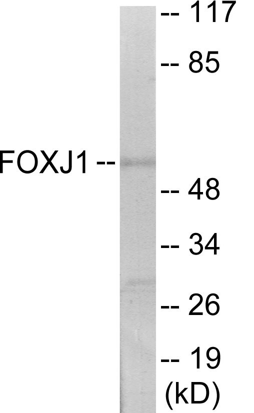 FOXJ1 Cell Based ELISA Kit